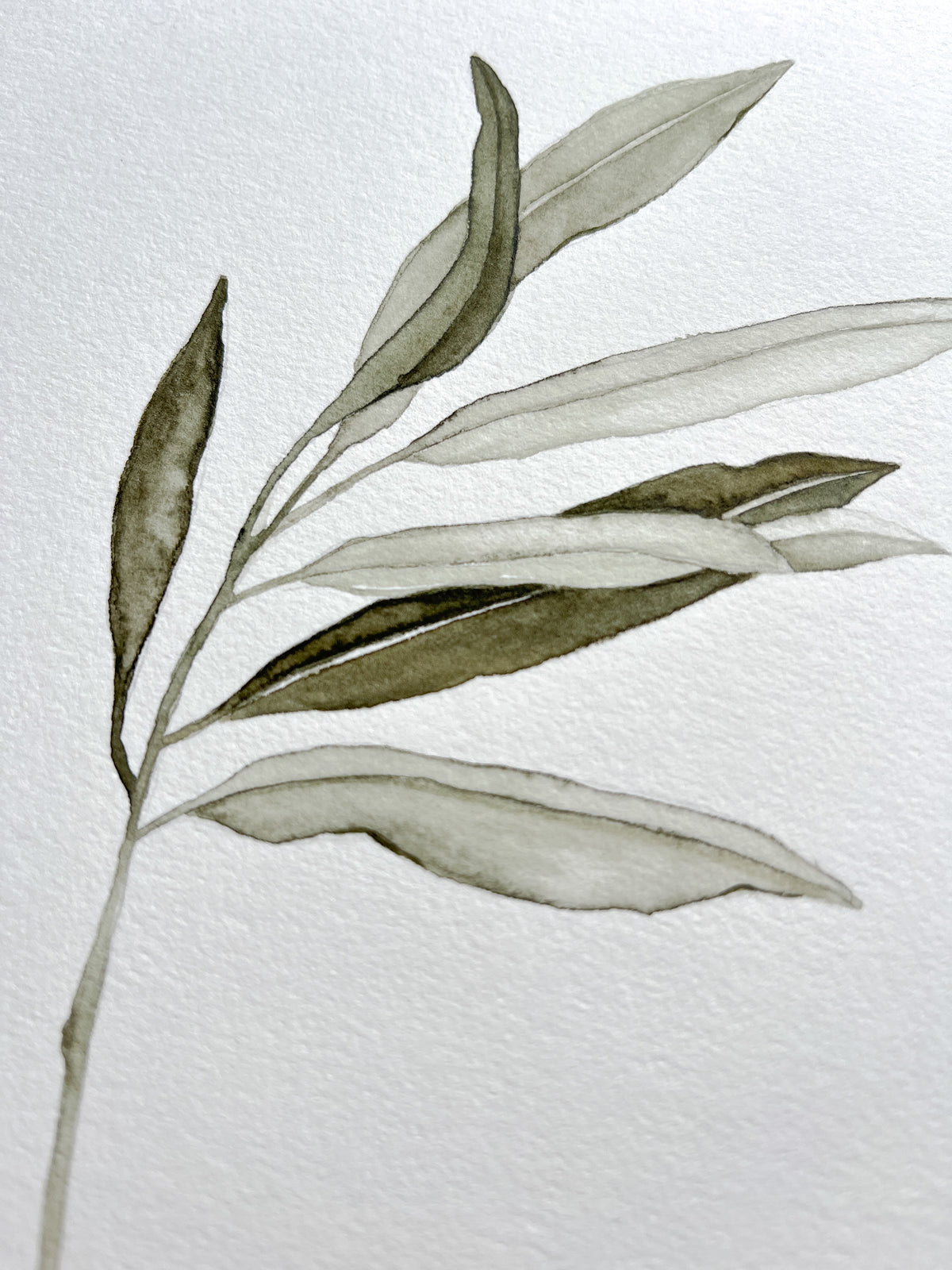 Olive branch 04 Original watercolor
