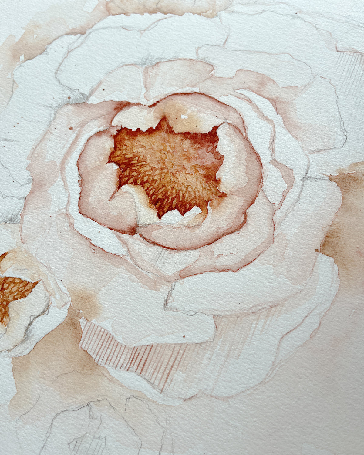 Peonies 01 original watercolor