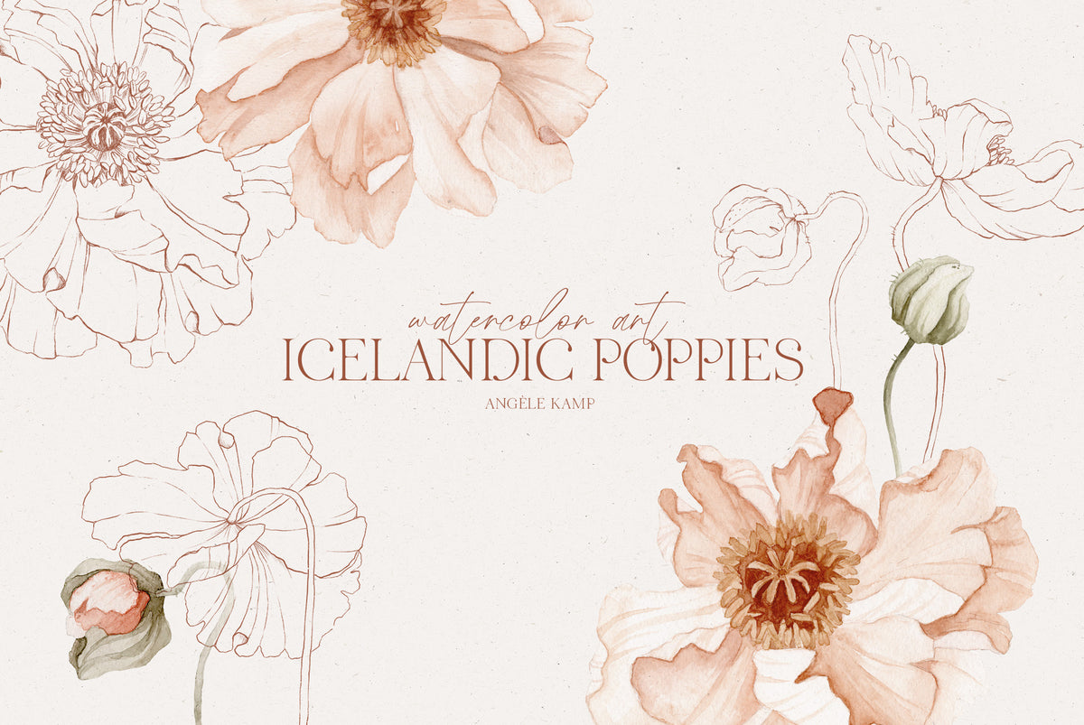 Icelandic Poppies watercolor art