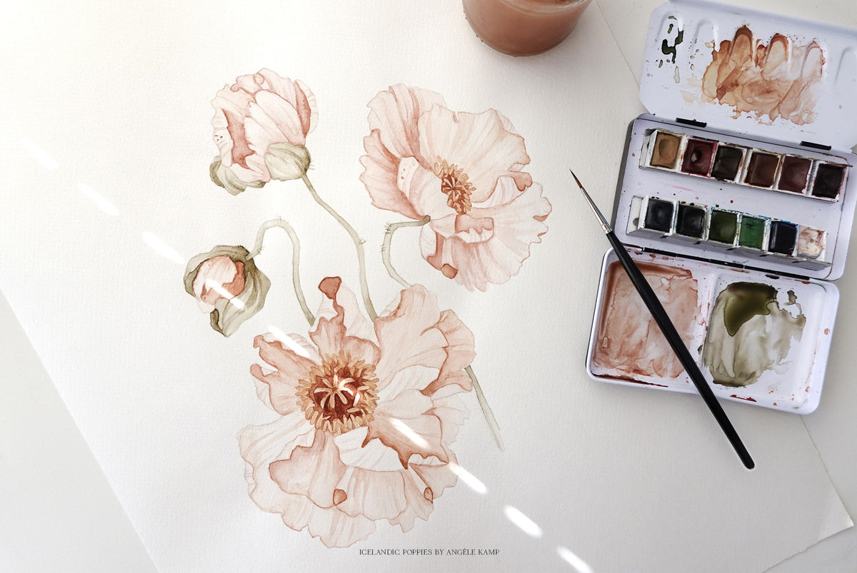 Icelandic Poppies watercolor art