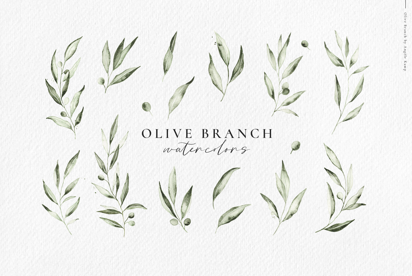 Olive branch watercolors