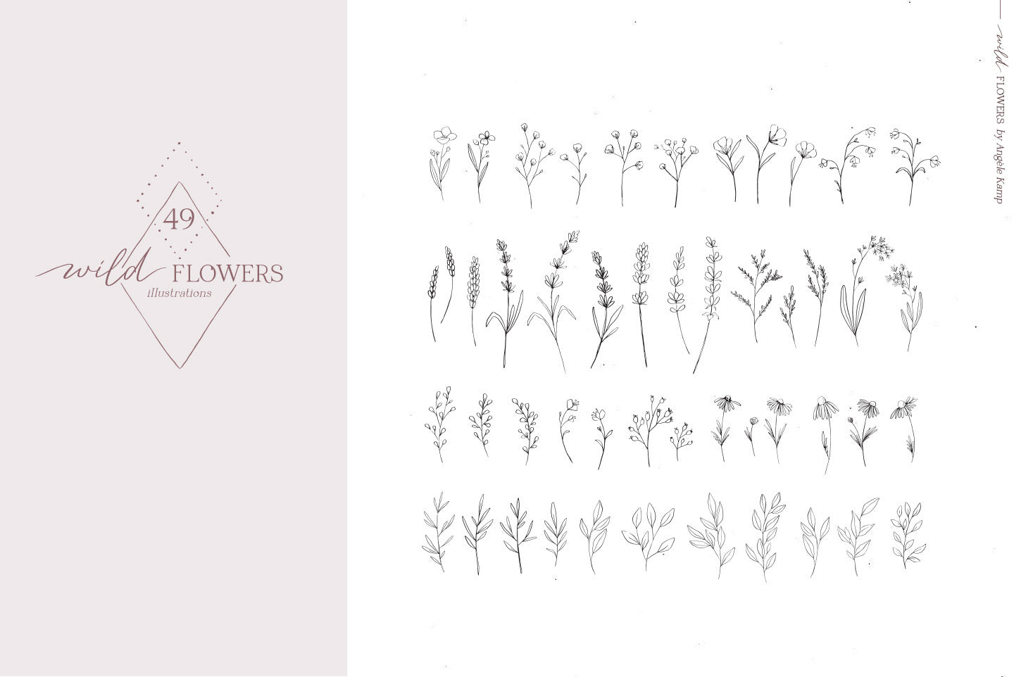 Wild Flowers Illustrations